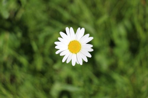 daisy marguerite meadows margerite