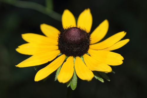 daisy flower plant