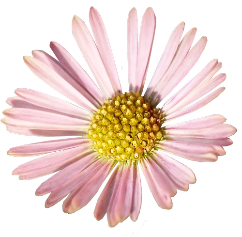 daisy  pink  flower