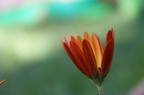 daisy orange colorful
