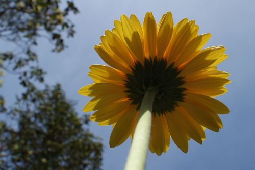 daisy gerbera daisies