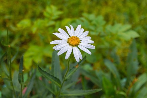 daisy  flowers  summer