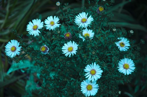 daisy  flower  twilights