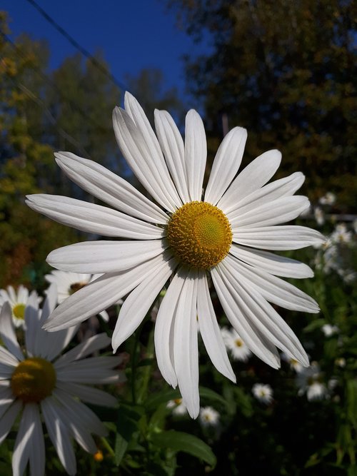 daisy  white  autumn