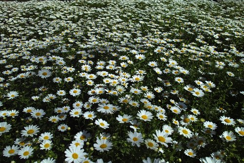 daisy  flower  field