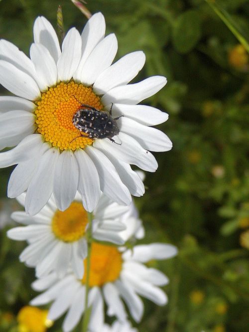 daisy detail spring