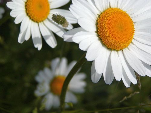 daisy white yellow