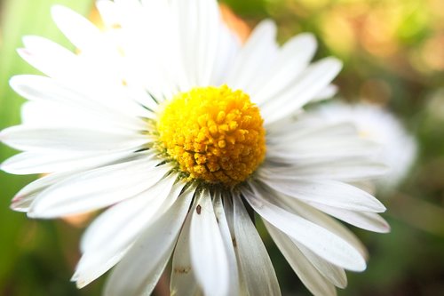 daisy  beautiful  beauty