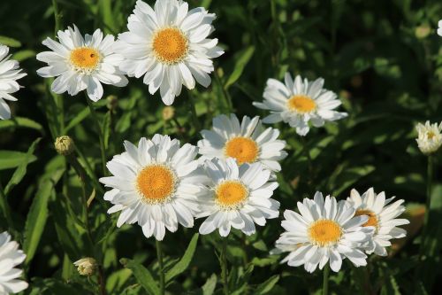 daisy white nature