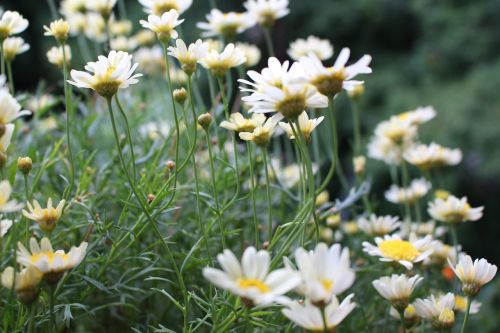 daisy flowers sea of flowers