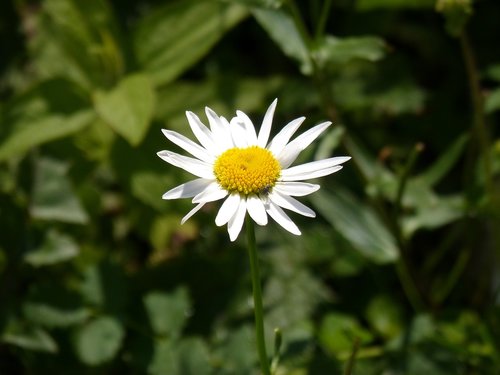 daisy  pyrenees  flower