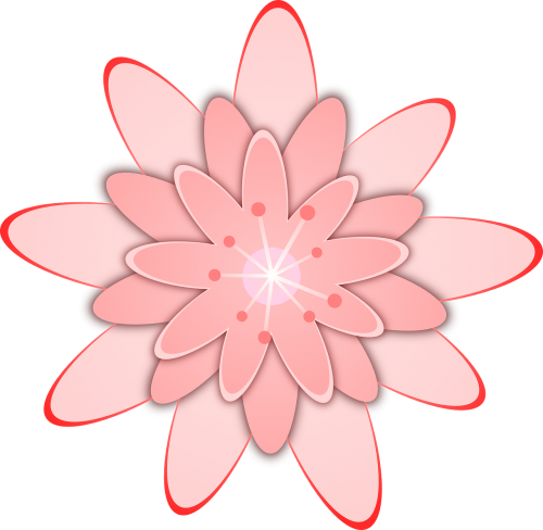 daisy flowerpink floral