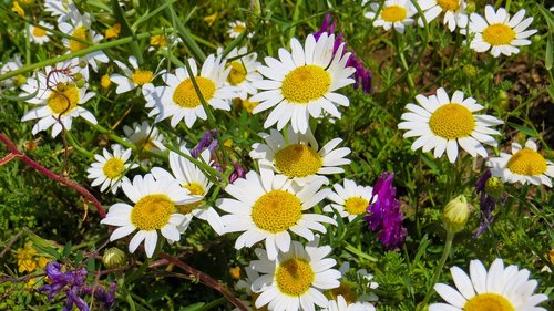 daisy  nature  flowers