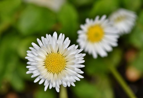 daisy  geese flower  spring