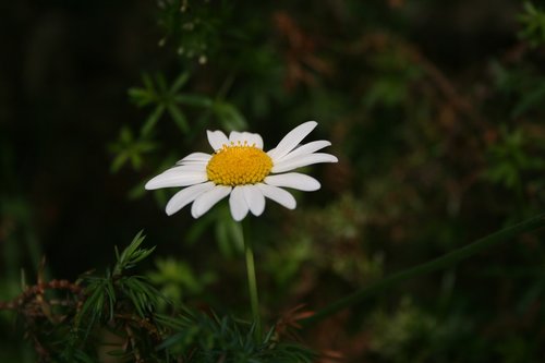 daisy  flower  grass
