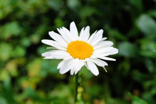 daisy flower blossom