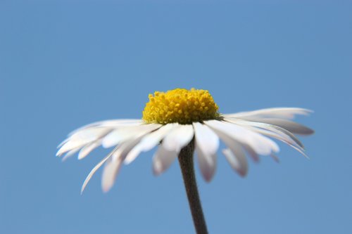 daisy  sky  flower