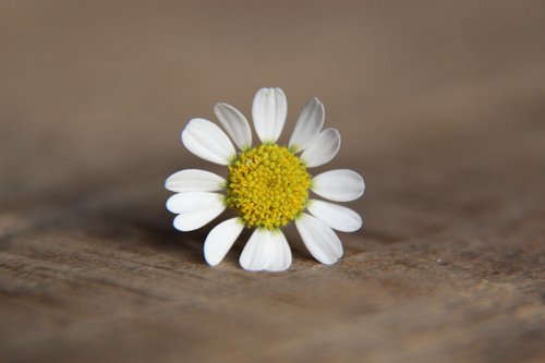 daisy  flower  blossom