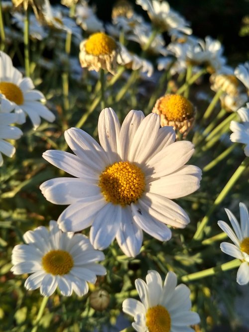 daisy  flowers  garden