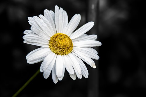 daisy  marguerite  flower