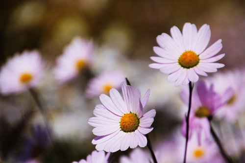 daisy  flowers  nature