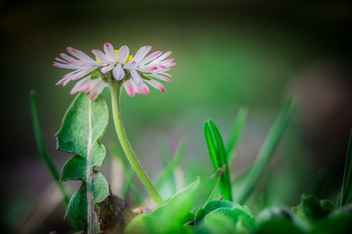 daisy  white flower  green