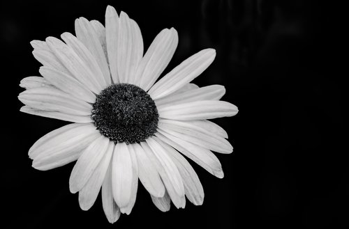 daisy  marguerite  flowers