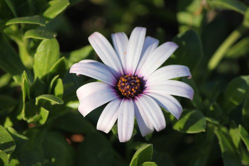 daisy  flower  botanical