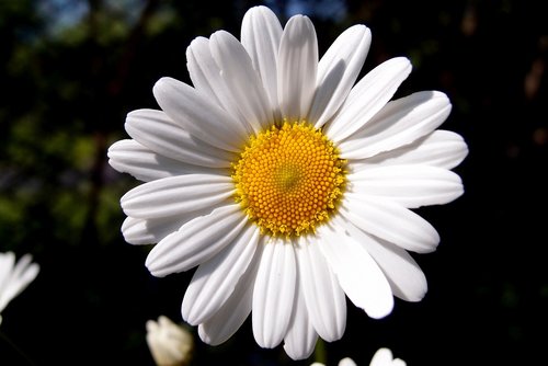 daisy  white  spring
