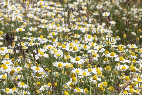 daisy  field  flowers