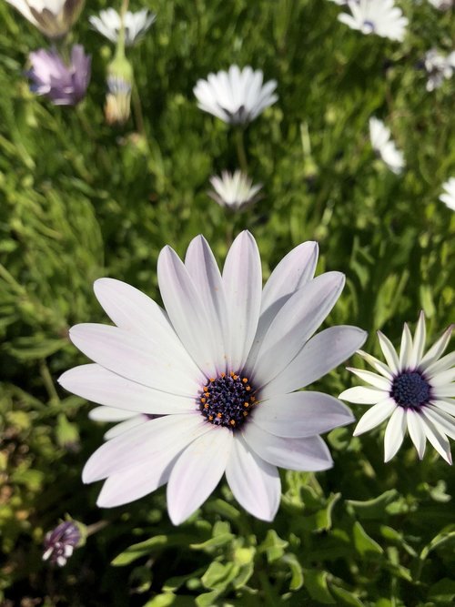 daisy  white flower  nature