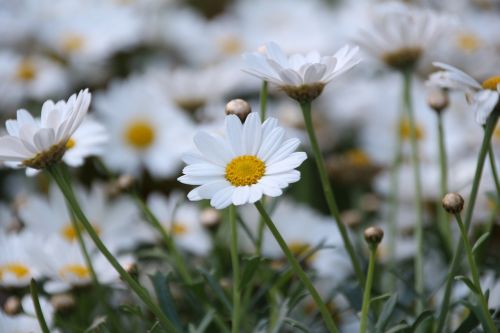 daisy flower flowers