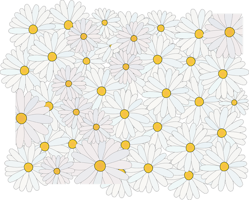 daisy  flower  spring