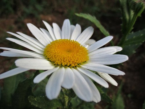 daisy  flower  spring