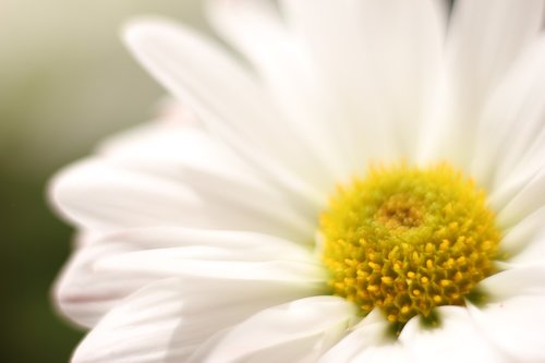 daisy  flower  botanical