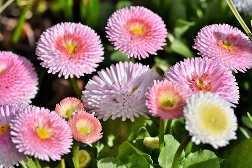 daisy  geese flower  spring