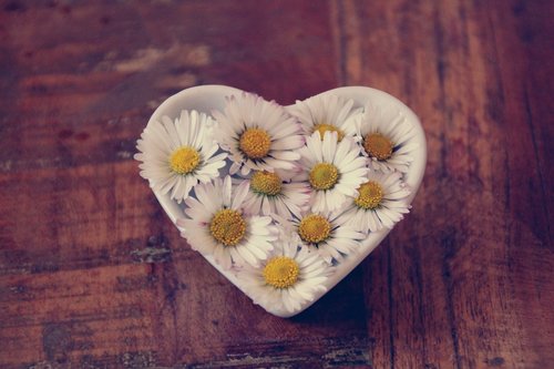 daisy  heart  love