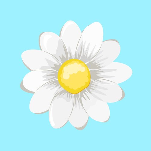 daisy  flower  likes dislikes