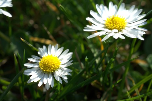 daisy  easter  garden