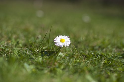 daisy  meadow  flowers