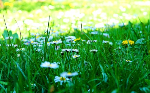 daisy  meadow  spring