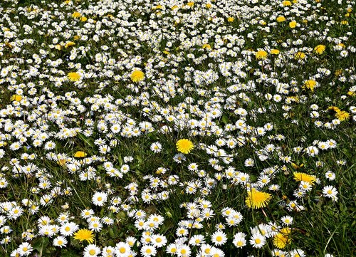 daisy  daisies  lawn