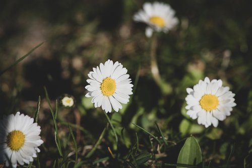 daisy  flowers  white