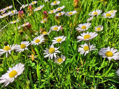 daisy  spring  meadow