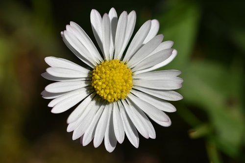 daisy  flower  spring