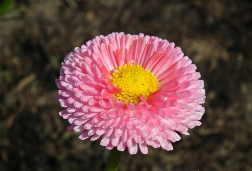 daisy  flower  pink