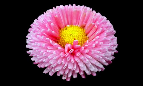 daisy  pink  spring