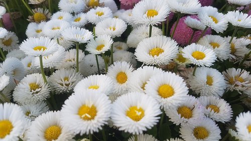 daisy  flower  nature