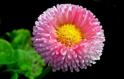 daisy  flower  pink