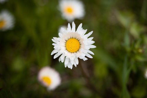 daisy  pointed flower  meadow